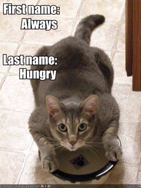 Always Hungry Cute Cats Funny Cat Memes Pretty Cats