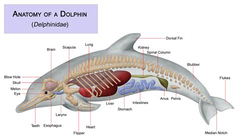 Dolphin Facts Blog Anatomy Of A Dolphin