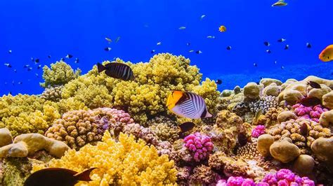 A Coral Reef In The Red Sea Near Egypt 2016 Bing Desktop
