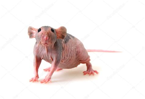 Naked Rat Stock Photo Laures