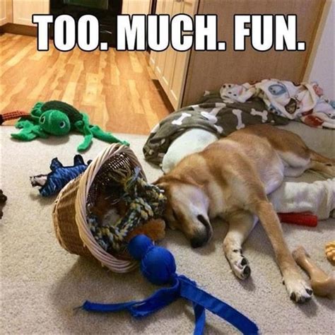 Funny Animal Pictures Of The Day 27 Pics Funny Dog Captions Cute