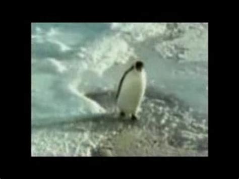 Penguin Slap Debunk Video Dailymotion