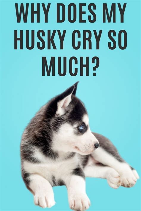 Puppies are always hungry, but once they are full. Why your husky cries all the time | Puppy biting, Husky puppy, Husky