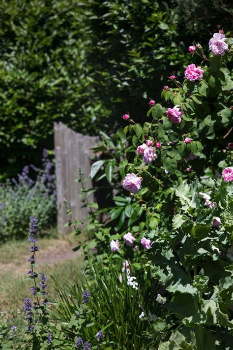 Landscaping Ideas A Classic Cottage Garden On Cape Cod Meditation