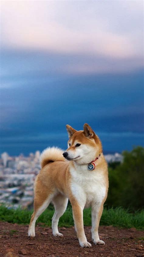 Akita Inu Japanese Dog Wallpaper For 1080x1920