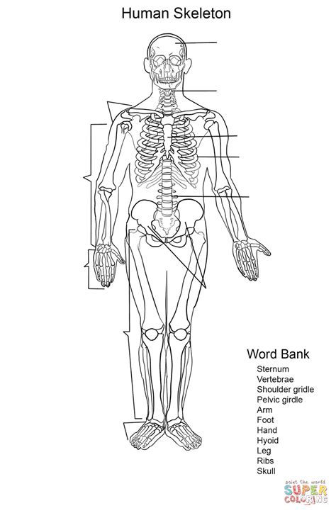 Human Skeleton Worksheet coloring page | Free Printable Coloring Pages