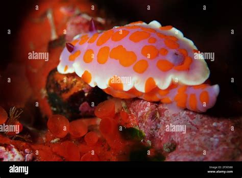 Orange And White Spotted Nudibranch With Retracted Gills Stock Photo