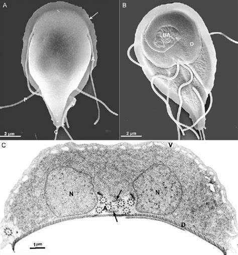 Giardia Intestinalis Trophozoites Visualized By Scanning And