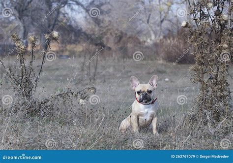 A French Bulldog Walking Among Dry Tall Grass In Sunny Cool Weather