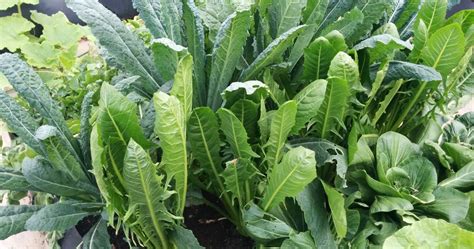 The health benefits of kale include eye health, promoting wellbeing of the skin, helps with. Growing Kale How to grow Kale - GEEKGARDENER