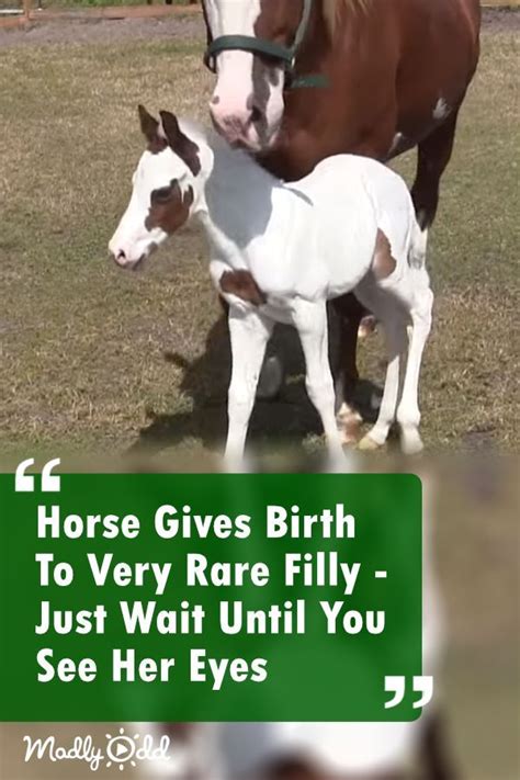 The Horse Gives Birth To Very Rare Filly Just Wait Until You See Her Eyes