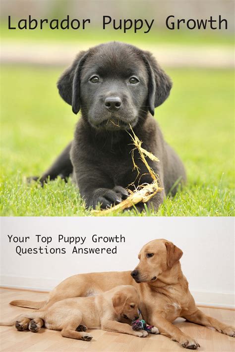 The Ultimate Labrador Puppy Growth Chart And Faq