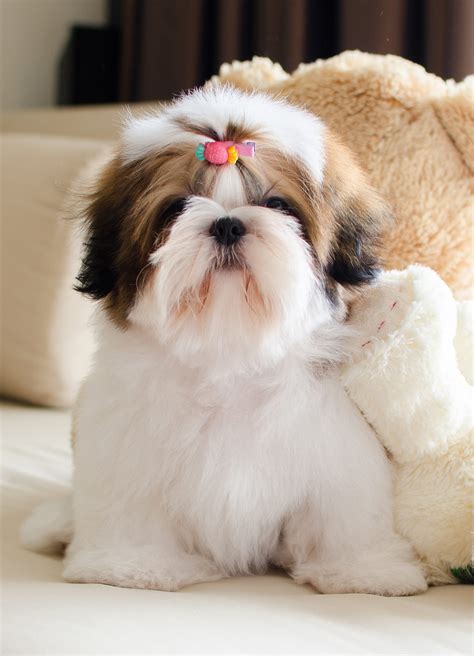 Shih Tzu Names Adorable To Awesome Ideas For Naming Your Puppy