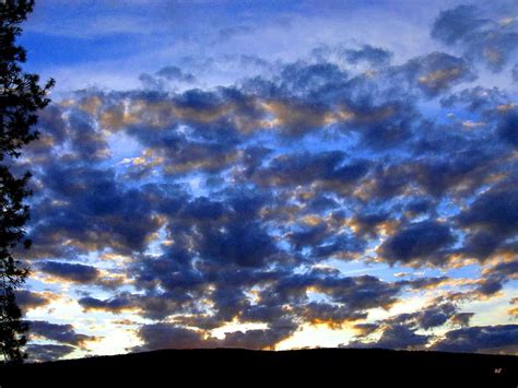 Tall Pine Sunset Photograph By Will Borden Fine Art America
