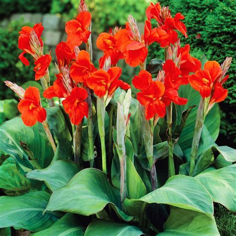 Long Lasting Giant Red Flowers Canna Lily Roots Perennial Plant