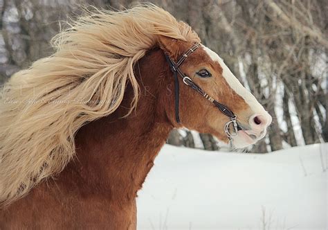 dole horse  ee photography  deviantart