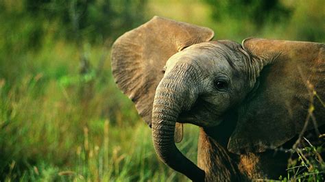 49+ Animal wallpapers ·① Download free amazing HD ...