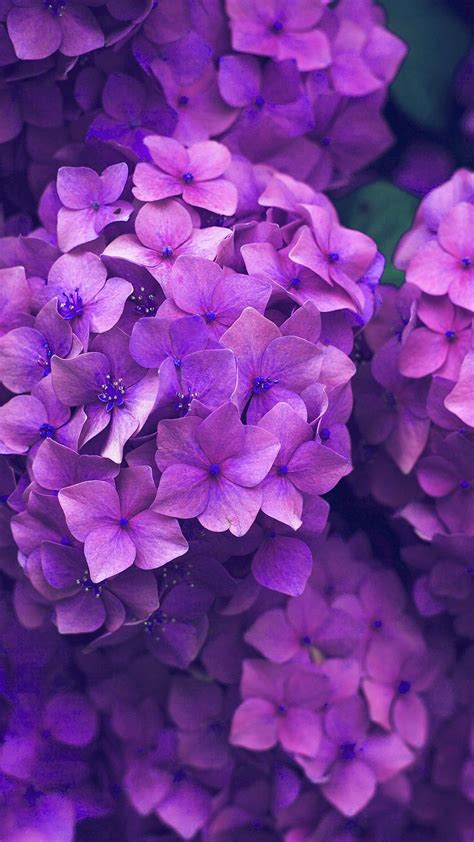 Beautifull Flowers Wallpaper Purple Flowers Wallpaper Purple Flowers