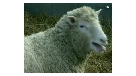 Dolly The Sheeps Cloned Sisters Enjoy Good Health