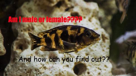 How To Sex And Vent African Cichlids Youtube