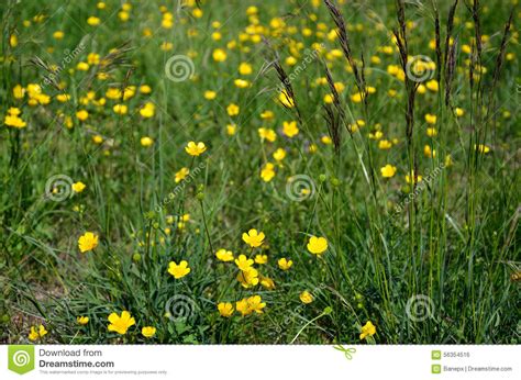 Yellow Wild Mountain Flowers Stock Photo Image Of Seasonal Spring