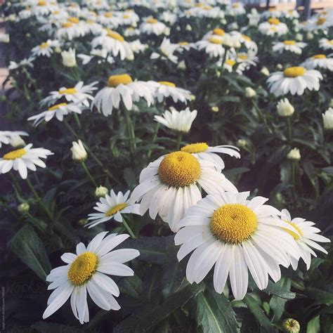 Field Of White Shasta Daisies By Stocksy Contributor Leigh Love