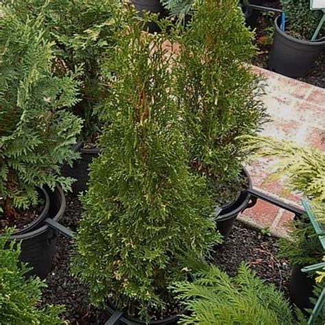 Thuja Occidentalis Smaragd Variegated