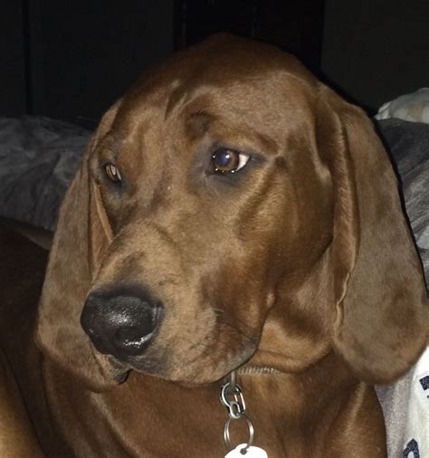 Redbone Coonhound Redbone Coonhound Coonhound Dogs