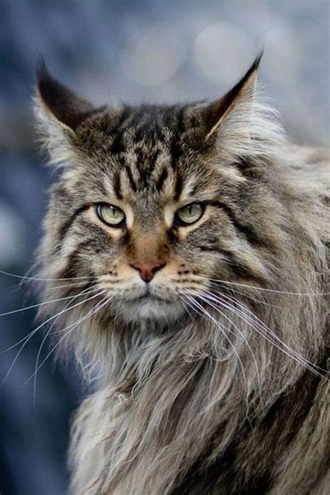 7 Facts About Maine Coon Cats That Will Make You Think Differently