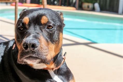 The Complete Rottweiler Pitbull Mix Guide An Energetic Guardian