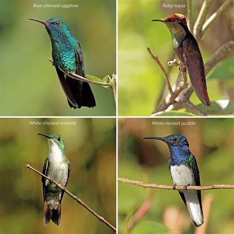 Four Hummingbirds From Trinidad And Tobago Hummingbird Wikipedia