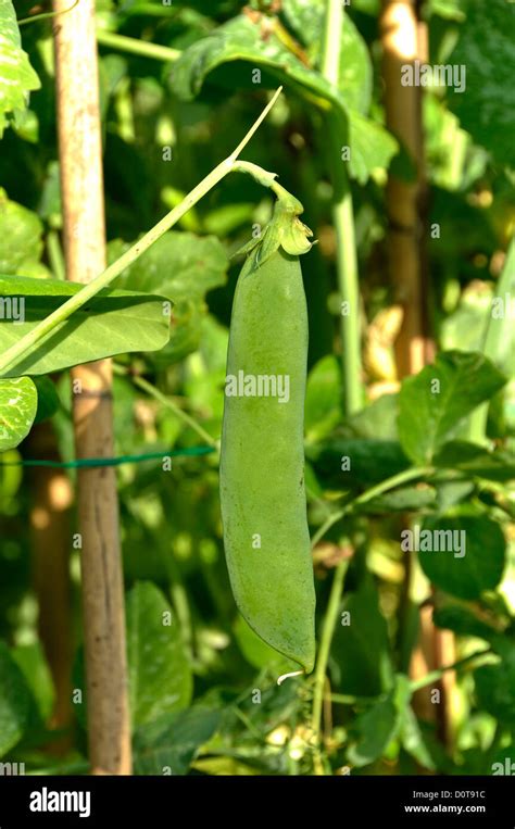 A Pea Pisum Sativum Growing In The Vegetable Garden Variety