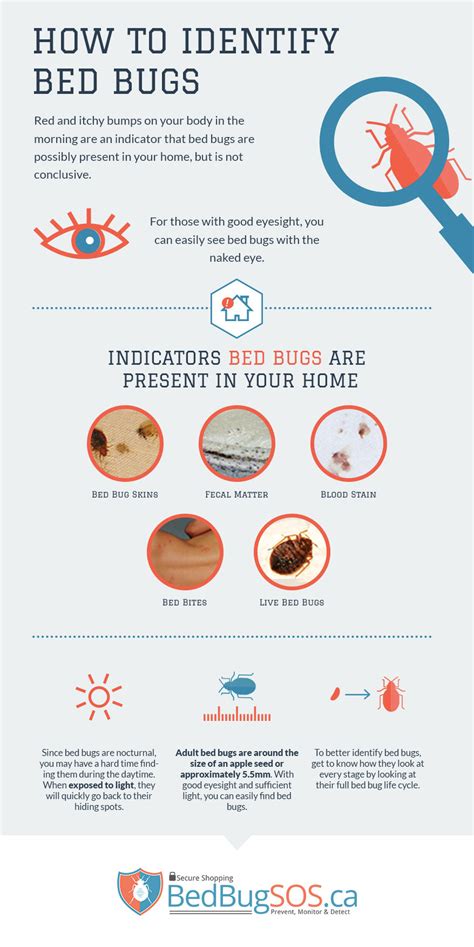 How To Identify Bed Bugs Infographic Bed Bug Sos