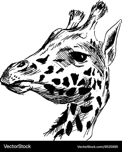 Hand Sketch Head Giraffe Royalty Free Vector Image