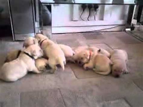 My puppy is a few weeks old, got her when she was 5 weeks old she feeds on her own and also sleeps alone. Puppy crying. - YouTube