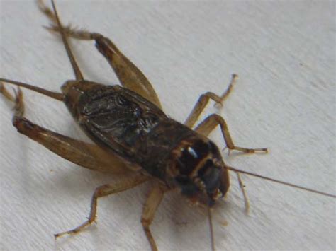 Cricket - Animal Crossing Wiki