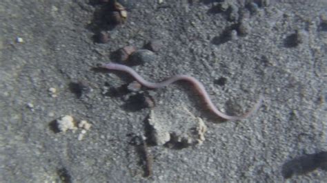 Anguila Ciega Ophisternon Infernale Blind Eel From Yucatan Peninsula