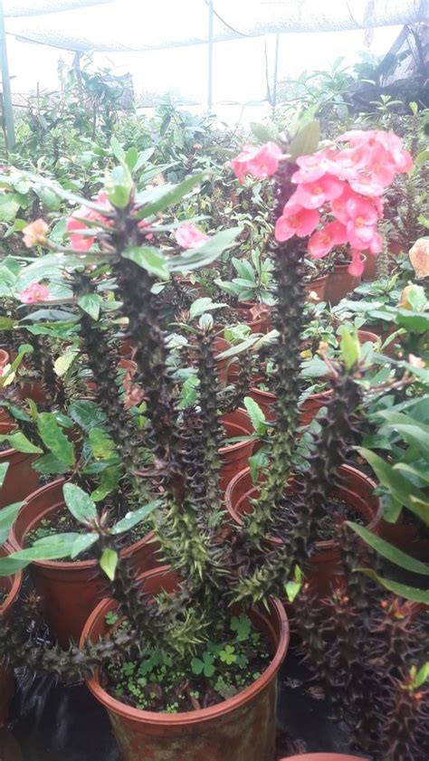 We did not find results for: Planta Corona De Cristo (euphorbia Milii) - $ 25.000 en ...