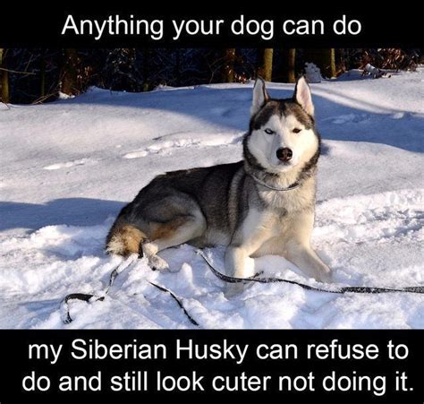 Hilarious Memes For Anyone Who Loves Huskies Cutesypooh Husky Memes