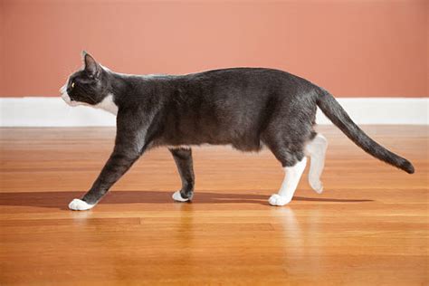 Cat Walking Stock Photos Pictures And Royalty Free Images Istock