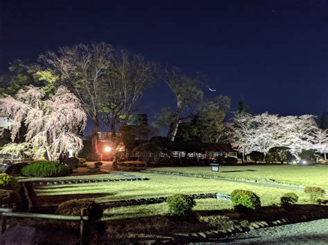 Night Walk Through The Sakura At Matsumoto Castle Sakura 2021