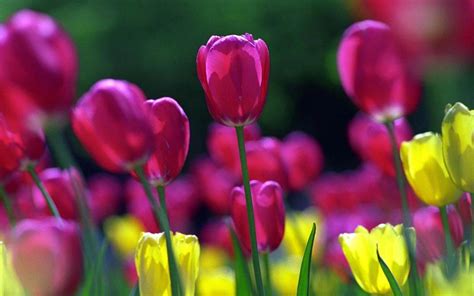 Wallpapers Spring Flowers Wallpaper Cave