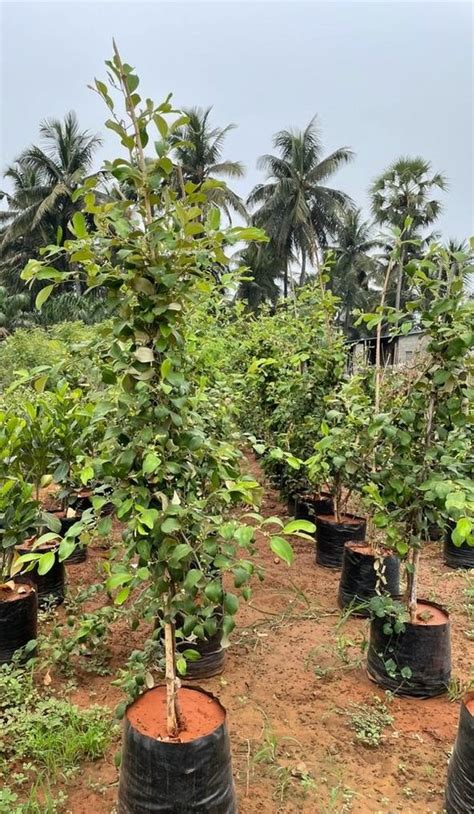 Well Watered Green Apple Ber Plant For Fruits At Rs 40piece In East Godavari Id 23520628533