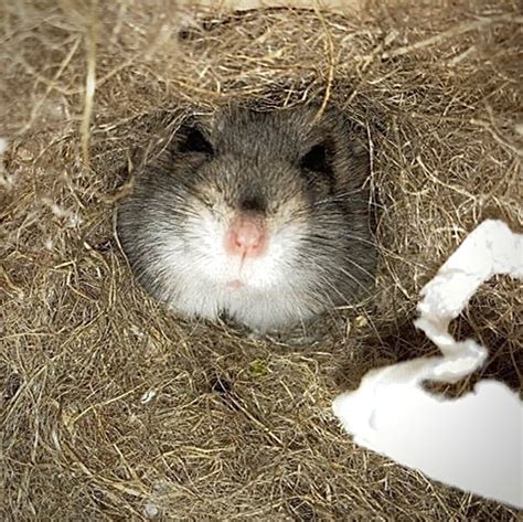 Nesting Material Hamsterscape