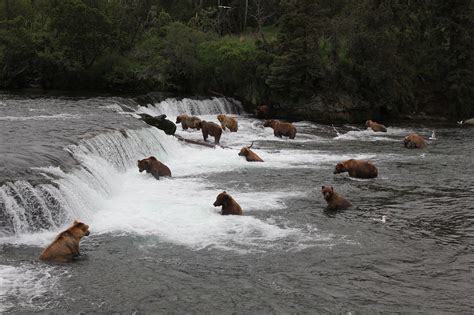 Brooks falls Alaska brown bears | Katmai Air