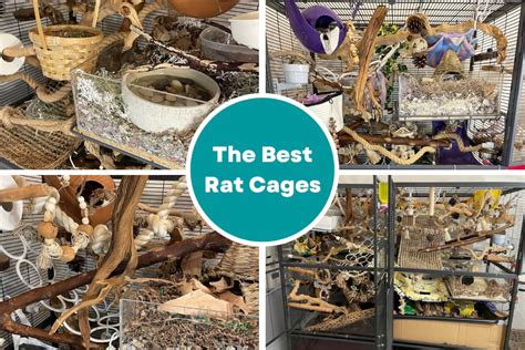 Best Rat Cages That Meet Ethical Cage Size Requirements