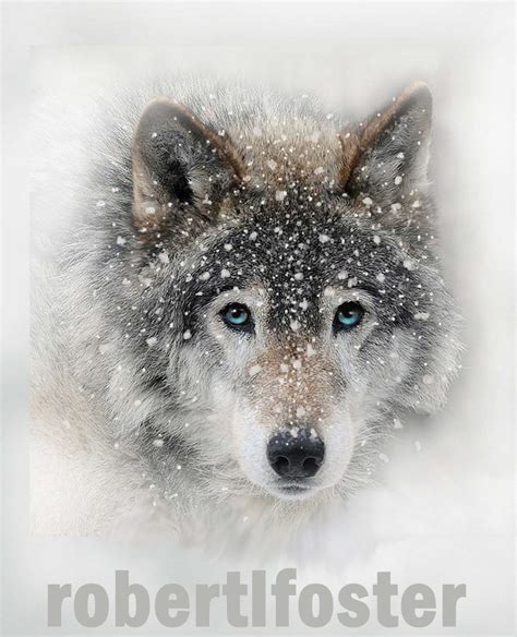 Wolf Art Wolf Print Wolf Painting Gray Wolf Wolf Pack By Lewfoster