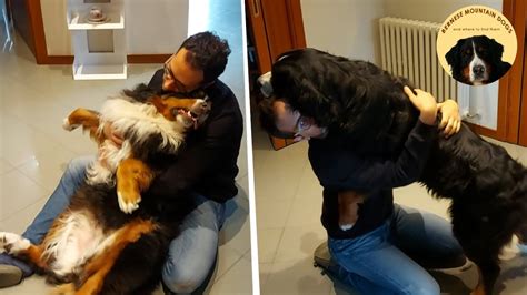 My Bernese Mountain Dogs Need Hugs Funny Dustinandpenny Hugging