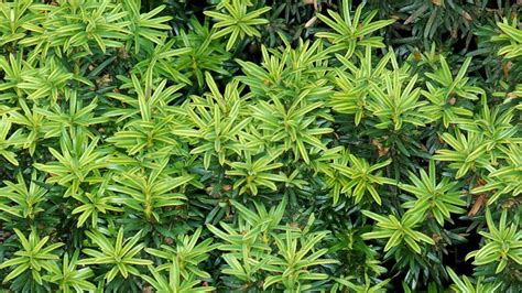 Irish Yew Taxus Baccata Fastigiata Woodland Trust