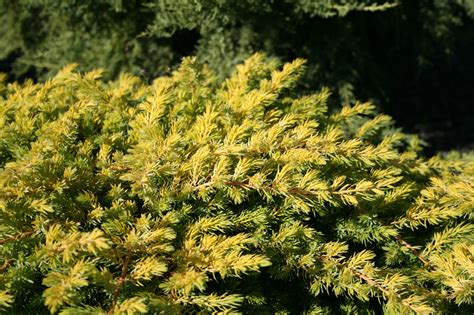 Deer Resistant Evergreen Conifers For Year Round Beauty